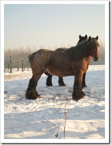 20 december - boerenpaard