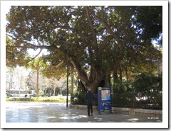 onze kamerplanten worden héél grote bomen in zuid Spanje